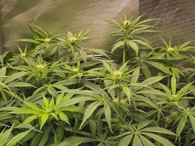 Growreport Bild 19