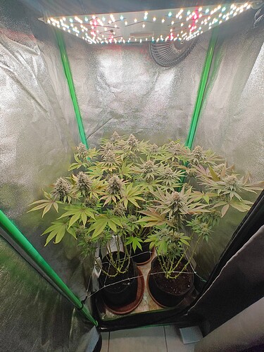 Growreport Bild 3