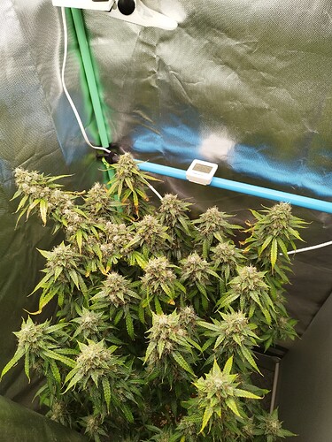 Growreport Bild 13