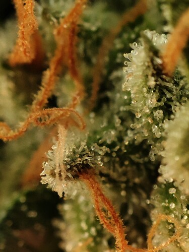 Growreport Bild 3