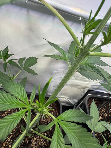 Growreport Bild 19