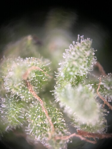 Growreport Bild 9