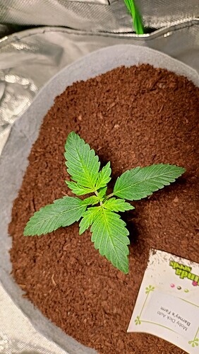 Growreport Bild 5