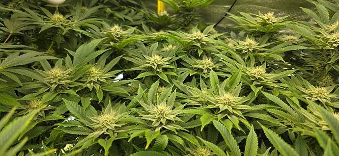 Growreport Bild 3