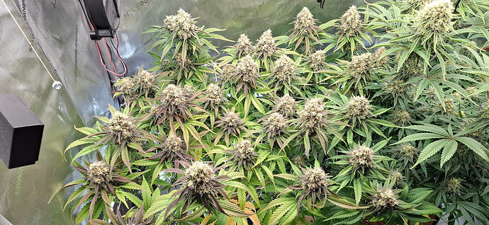 Growreport Bild 1
