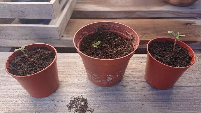 Growreport Bild 63