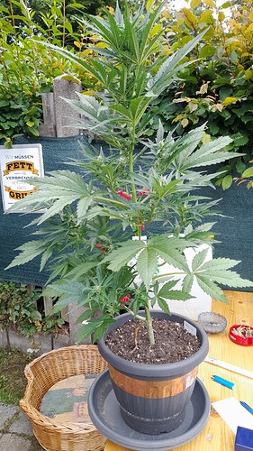 Growreport Bild 4