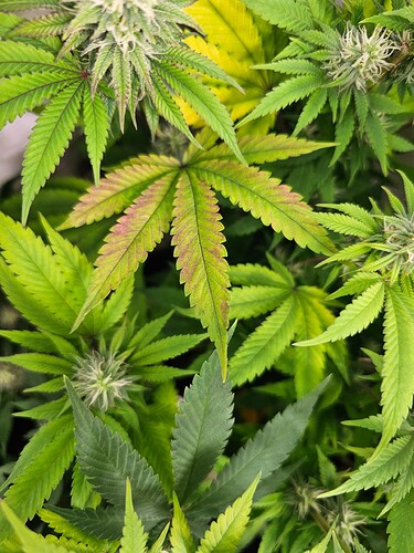 Growreport Bild 5