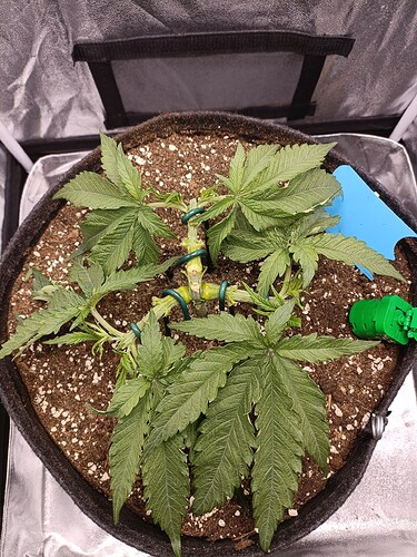 Growreport Bild 2