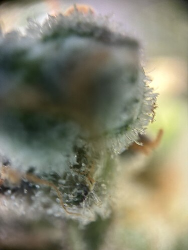 Growreport Bild 5