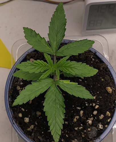 Growreport Bild 28