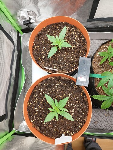 Zwei junge Cannabispflanzen in braunen Töpfen, eine davon mit einem kleinen Messgerät daneben.