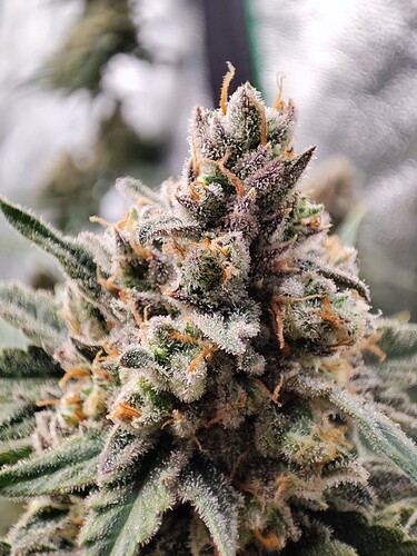 Growreport Bild 9