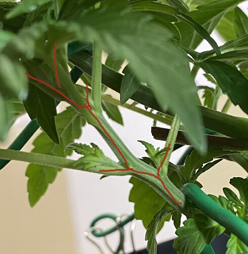 Growreport Bild 39