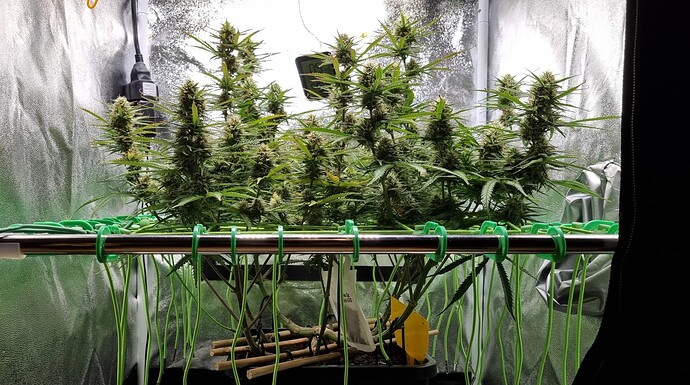 Growreport Bild 33