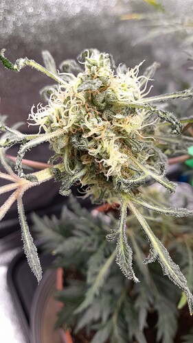 Growreport Bild 4
