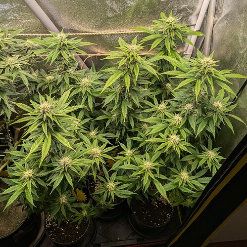 Growreport Bild 11