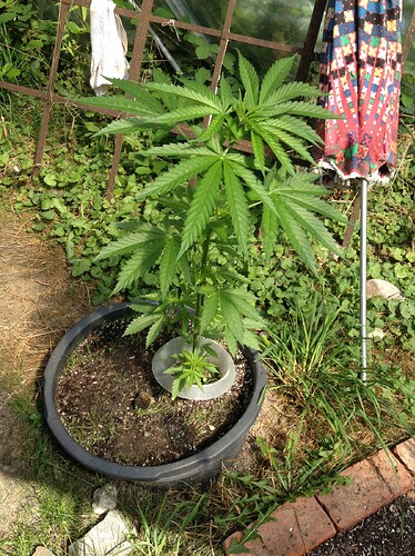 Growreport Bild 3