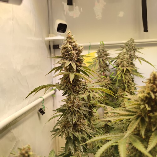 Growreport Bild 4