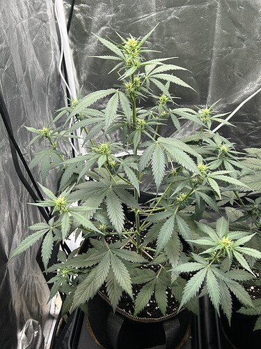 Growreport Bild 3