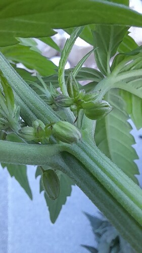 Growreport Bild 1