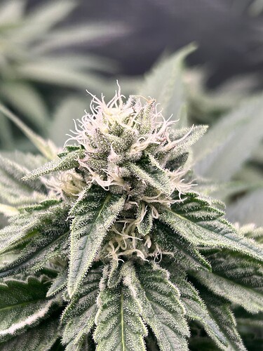 Growreport Bild 8