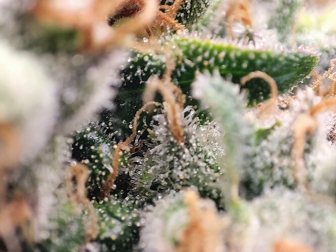Growreport Bild 38