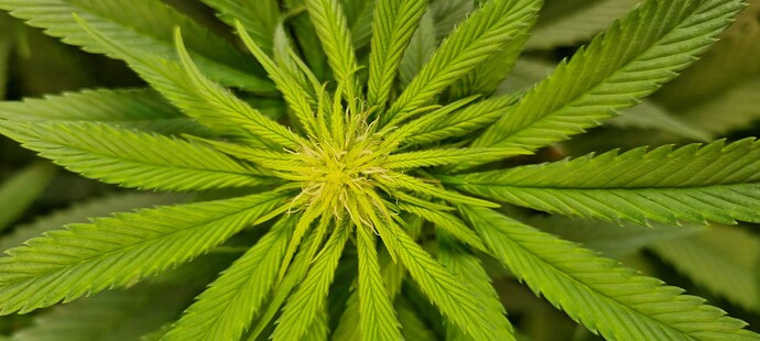 Growreport Bild 18