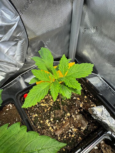 Meine krüpplige Black Muffin F1