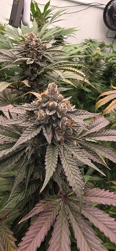 Growreport Bild 6