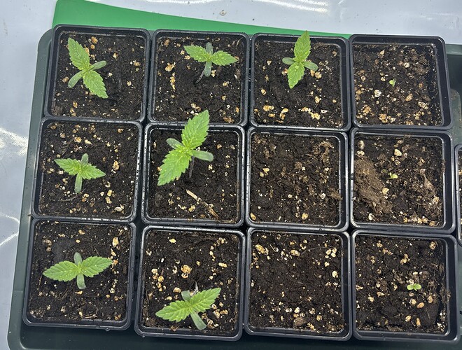 Growreport Bild 16