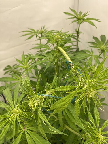 Growreport Bild 5