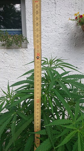 Growreport Bild 56