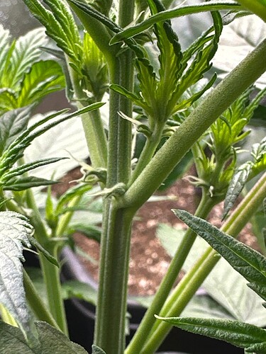 Growreport Bild 39