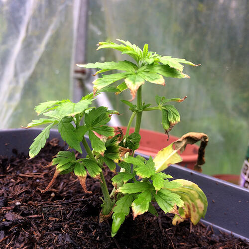 Grow26070203