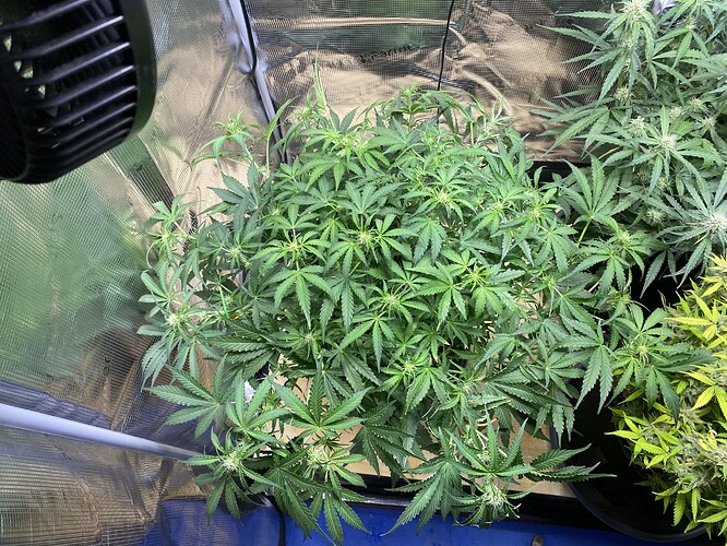 Growreport Bild 30