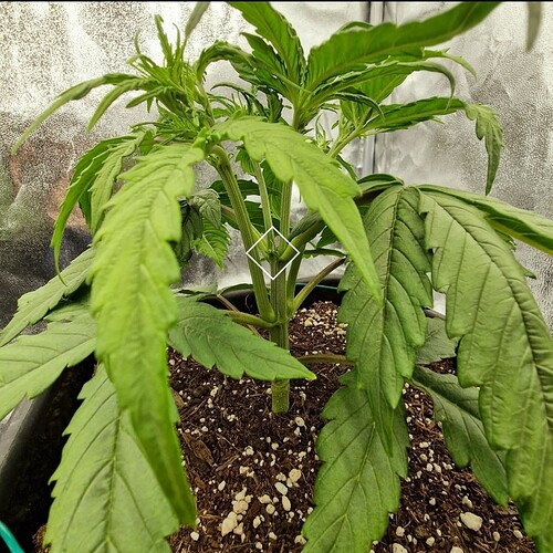 Growreport Bild 10