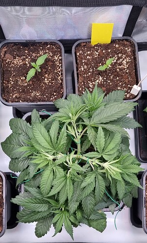 Growreport Bild 22