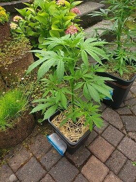 sticky_VT35