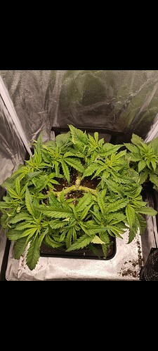 Growreport Bild 5