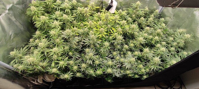 Growreport Bild 2