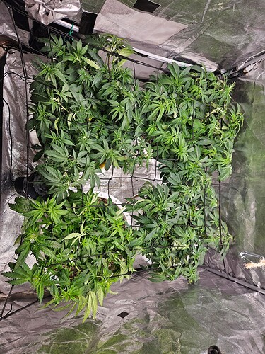 Growreport Bild 2