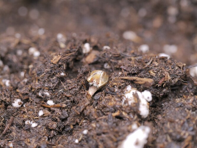 Growreport Bild 1