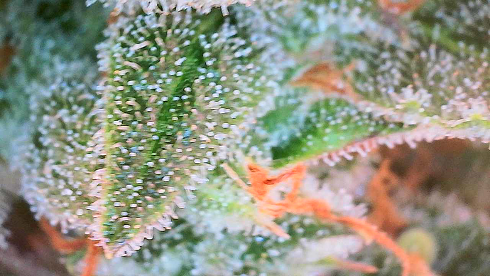 Growreport Bild 2
