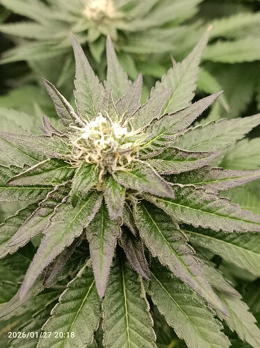 Growreport Bild 16