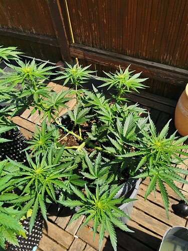 Growreport Bild 2