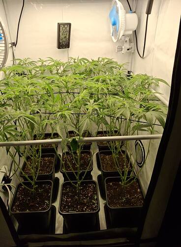 Growreport Bild 4