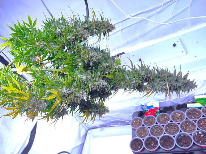 Growreport Bild 3