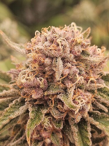 Growreport Bild 2