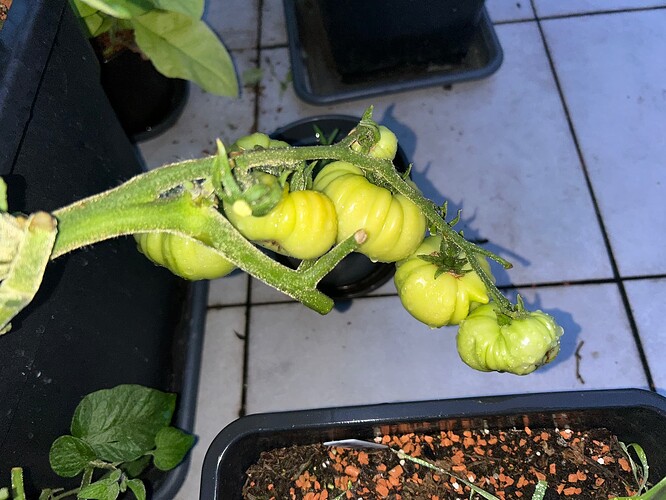 Growreport Bild 41
